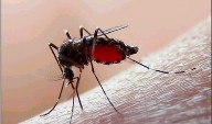 Continúa vigilancia epidemiológica para prevenir el dengue