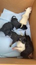 Eight puppies found in Sparta dumpster, police seek suspect