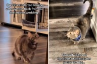 Newlyweds return from their wedding to limping cat