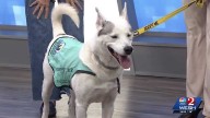 Shadow from Southeast Volusia Humane Society needs a home
