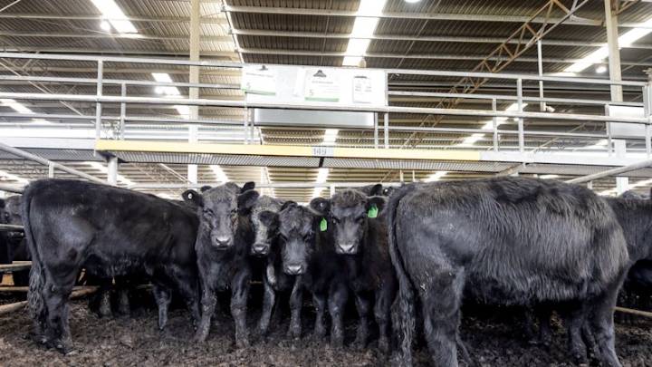 US set to lower tariffs on beef as Trump cops cost