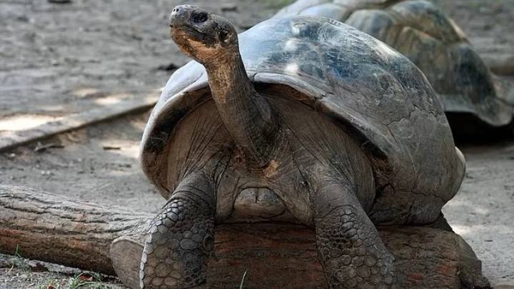 Científicos rinden homenaje a Shakira con el descubrimiento de una tortuga fósil única: su nombre está inspirado en la cantante