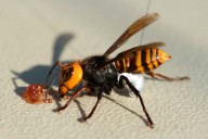 Murder hornet swarm kills father, son ziplining in Asia