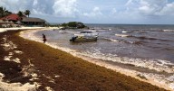 US economy – and seaweed – slow tourist flow to Mexico’s Caribbean resort town