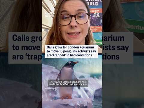 Calls grow for London aquarium to move 16 penguins that activists say are 'trapped'