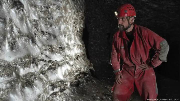 La impresionante ‘ciudad’ que alberga una telaraña gigante