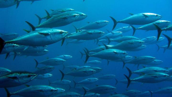 Así logró salvarse el atún rojo del Mediterráneo gracias a regulaciones y limitaciones