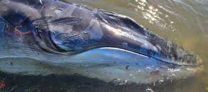 Baby whale to be euthanized after being abandoned by mother
