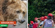 Grizzly Bear Attacks Class Of Kids, Who Are Left Desperately Fighting For Their Lives