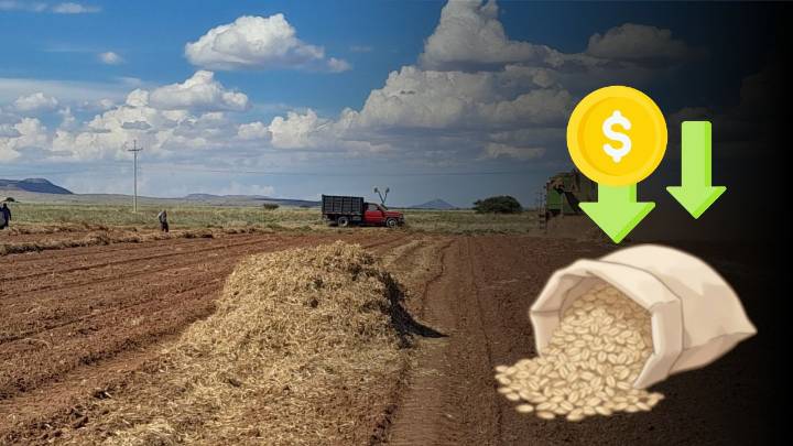 Productores de frijol en Durango resisten ante bajos precios; inicia programa federal de acopio