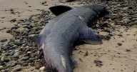 Dead 12ft basking shark washed up on north-east beach found with plastic in its stomach