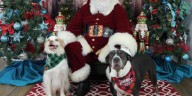 Santa photos for pets available to benefit west Alabama animal shelter