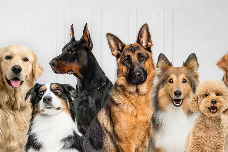 La primera píldora antienvejecimiento para perros entra en su recta final