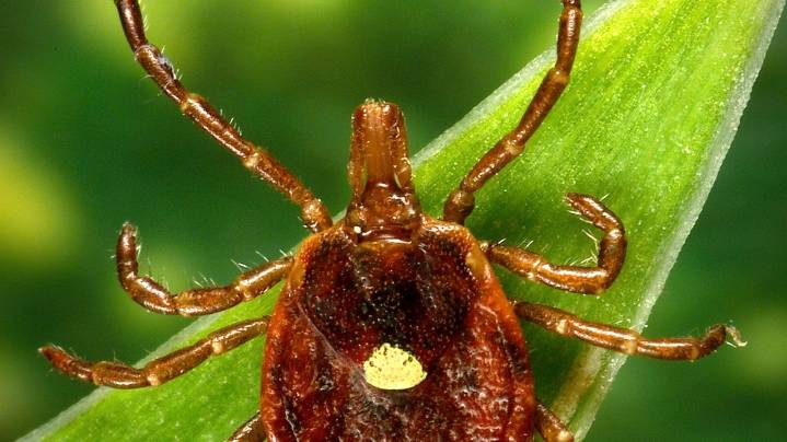 Scientists document a death from a meat allergy tied to certain ticks