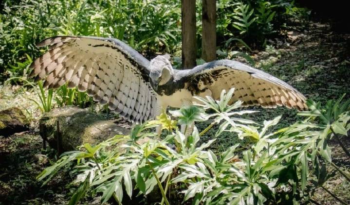 Vuelve al país el ave extinta que caza animales que triplican su tamaño