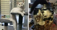 45 Times Cats Defied Gravity And Logic, Flowing Like Liquid Into Every Nook And Cranny