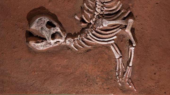 CSI: Cretaceous. A reptile body farm is shedding light on how dinosaurs died.