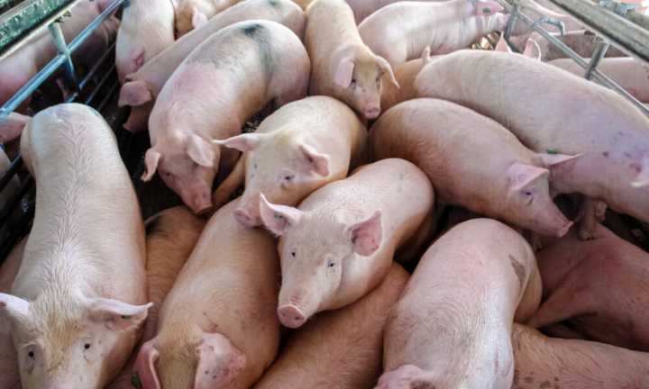 México suspende importación de productos porcinos desde España por alerta de peste porcina africana