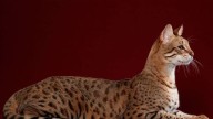 Los felinos más exclusivos del mundo: 8 razas cuyo encanto y rareza elevan su valor