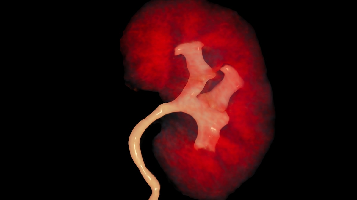 Scientists found a way to reverse kidney damage