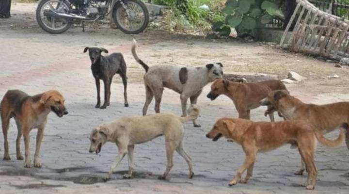 Supreme Court orders removal of stray dogs from Delhi-NCR, calls for fencing of public spaces