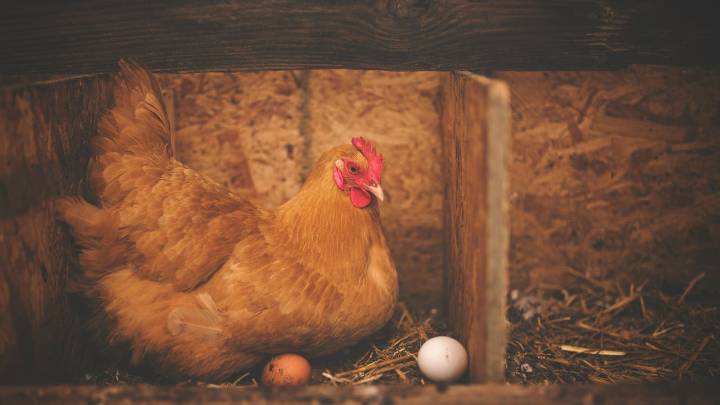 La gripe aviar dispara la alarma: ¿Sigue siendo seguro el consumo de pollo y huevos?