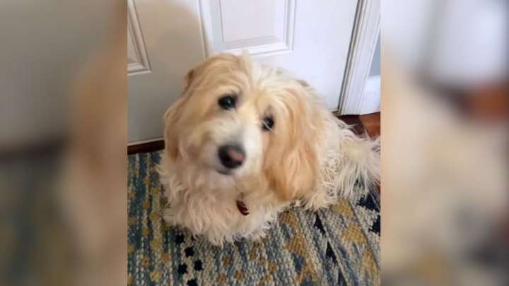 Maryland Woman Finds A Dog Who Looks Just Like Her Own And Adopts Him Immediately