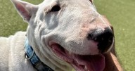 Bull Terrier searches for forever home after being returned to Wichita shelter for a 3rd time