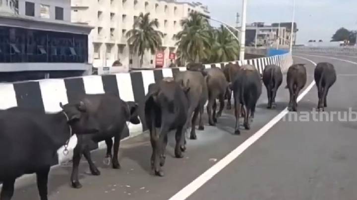 WATCH: Authorities clear buffalo herd blocking NH 66 stretch in Kerala