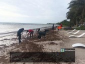 SI BIEN EN MENOR CANTIDAD: Todavía hay recale de sargazo pese a que autoridades dieron por concluida la temporada 2025