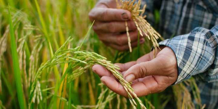 Centre rejects Tamil Nadu’s plea to relax moisture norms for paddy procurement despite rain