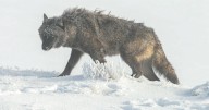 Feds: No recovery plan needed; wolves aren't endangered