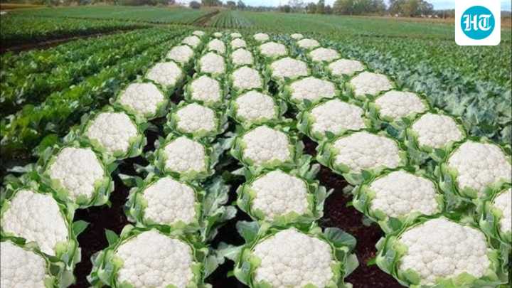 Why has Assam minister's ‘gobi farming’ post on Bihar sparked backlash?