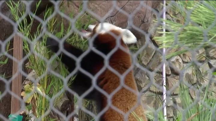 Happy Hollow Park & Zoo welcomes red panda ‘Twix’