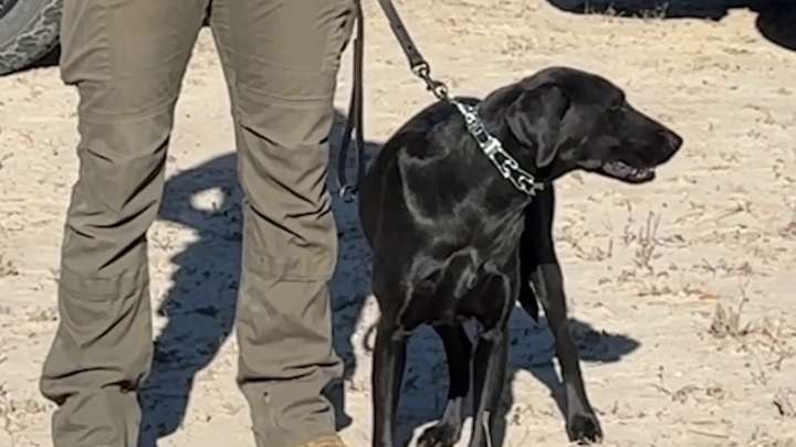 Texas Game Wardens to adapt K-9 training after Hill Country floods as search for missing continues