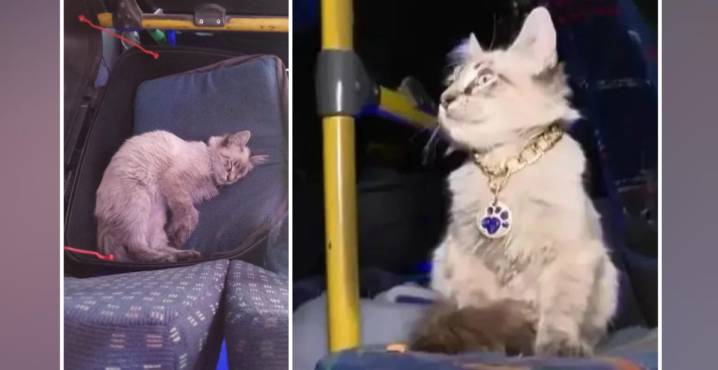 Zafiro, el gatito cobrador de los morados está desparecido, ayuda a localizarlo