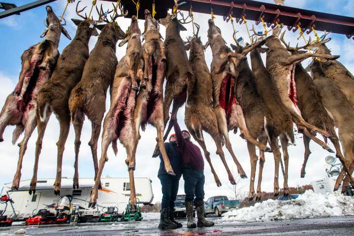 See deer hunting totals for all 83 Michigan counties from last 2 years