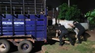 Rescataron un caballo en estado de abandono durante un allanamiento en Posadas