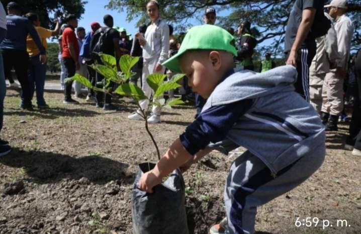 Aragua culminó ciclo de reforestación con 39.000 árboles plantados