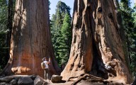 Spend time in the presence of California’s awe-inspiring giant sequoias – Hartford Courant