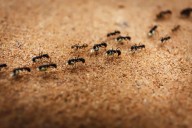 25-year-old Telangana woman dies by suicide over fear of ants