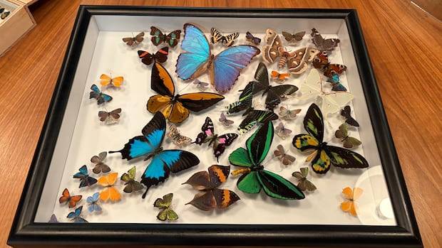 New gallery will offer a rare peek at millions of treasures in the U of A's collections