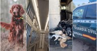 Seis horas agónicas en la bodega de un barco: La muerte de los 27 perros de caza en Mallorca