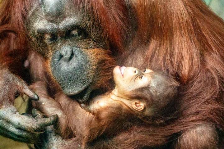 L.A. Zoo Celebrates Birth of Endangered Bornean Orangutan