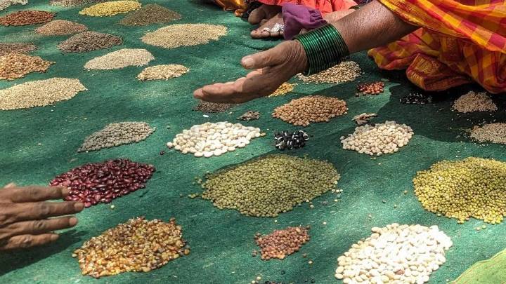 Govt proposes Seeds Bill to curb sale of spurious seeds, seeks comments on draft