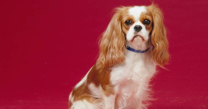 'I'm a vet and I'd never own this breed despite cute looks'