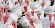 Feast savings: Turkey costs dip 5% for Thanksgiving