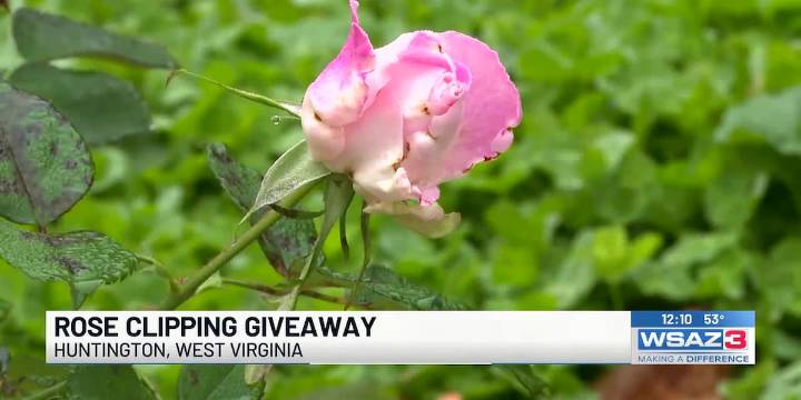 Rose clipping giveaway
