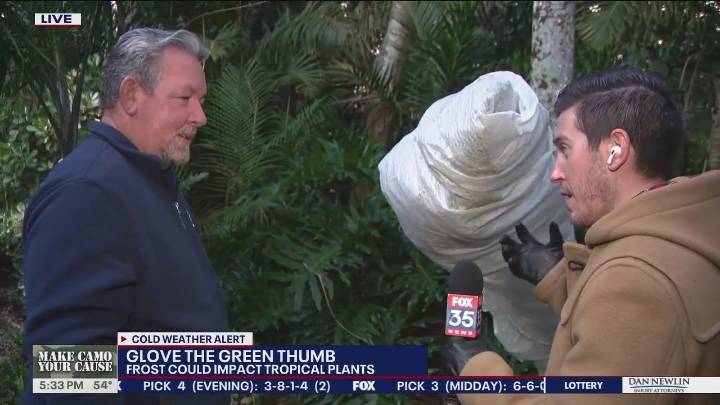 Taking precautions to protect plants from cold