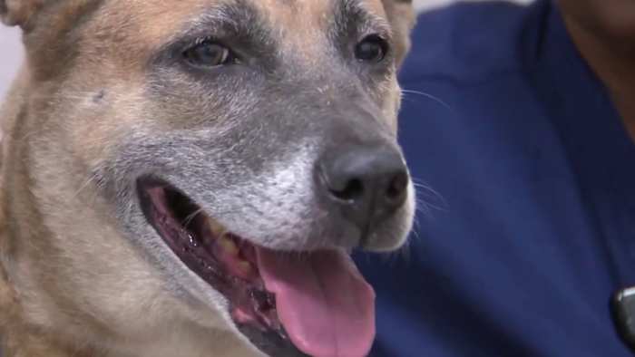 Pet of the Week: Meet Hollie, the Belgian Malinois looking for a new home